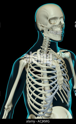 The bones of the upper body Stock Photo