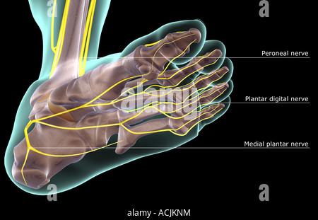 The nerves of the foot Stock Photo - Alamy