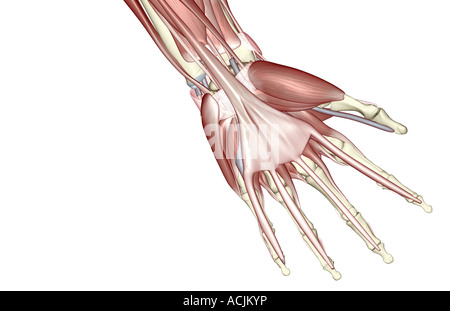 The muscles of the hand Stock Photo