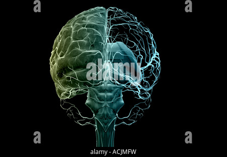 The arteries of the brain Stock Photo