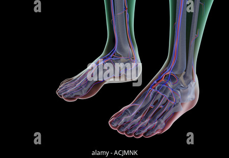 The blood supply of the feet Stock Photo