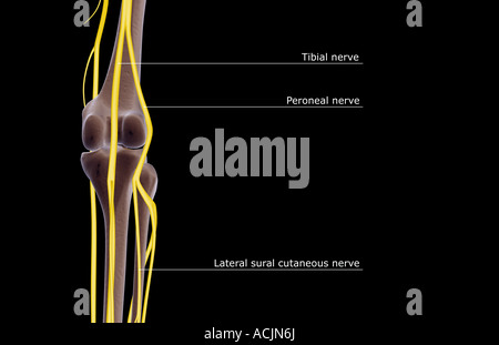 The nerve supply of the knee Stock Photo