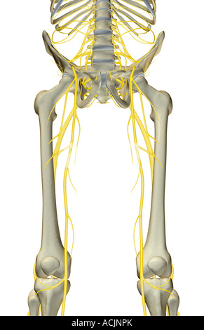 The nerves of the hip and lower limb Stock Photo - Alamy