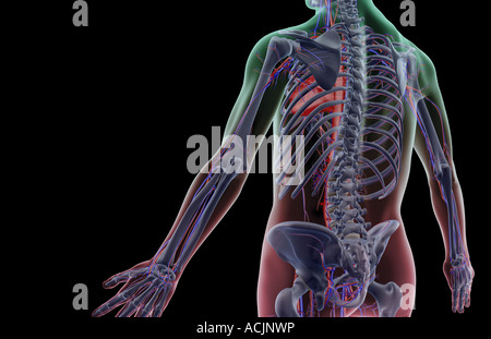 The blood supply of the trunk Stock Photo