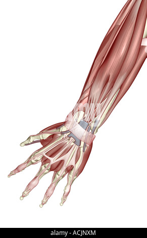 Muscles and tendons of the forearm and hand Stock Photo - Alamy