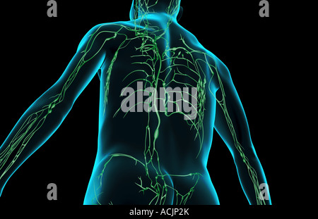 The lymph supply of the upper body Stock Photo