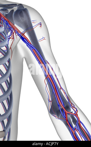 The blood supply of the shoulder and upper arm Stock Photo - Alamy