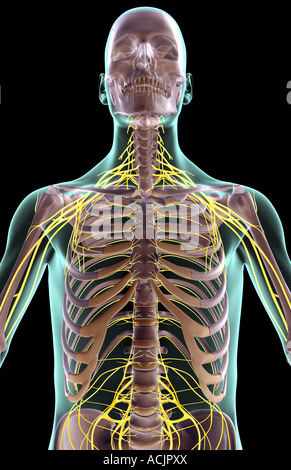 The nerves of the upper body Stock Photo