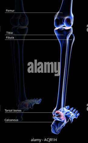 The bones of the leg Stock Photo