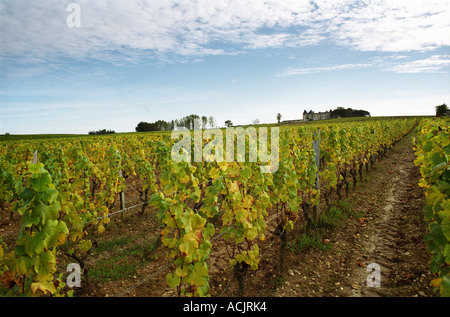 View over the Medieval Chateau d'Yquem and its vineyard with Semillon vines and sandy gravely soil, blue sky sunshine and clouds  at harvest time  Chateau d’Yquem, Sauternes, Bordeaux, Aquitaine, Gironde, France, Europe Stock Photo