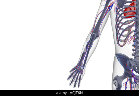 The blood supply of the upper limb Stock Photo