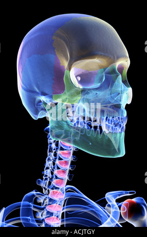 The bones of the head neck and face Stock Photo