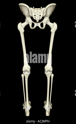 The bones of the lower body Stock Photo
