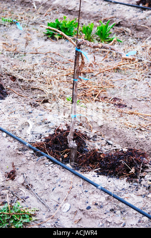 View over the vineyard, sandy soil and young vines, drip irrigation., a young vine in cordon or Guyot, some press residues on the ground used as fertiliser Bodega NQN Winery, Vinedos de la Patagonia, Neuquen, Patagonia, Argentina, South America Stock Photo