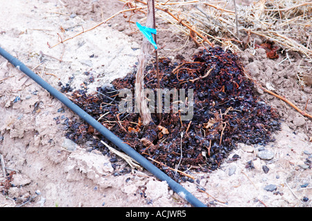 View over the vineyard, sandy soil and young vines, drip irrigation., a young vine in cordon or Guyot, some press residues on the ground used as fertiliser Bodega NQN Winery, Vinedos de la Patagonia, Neuquen, Patagonia, Argentina, South America Stock Photo