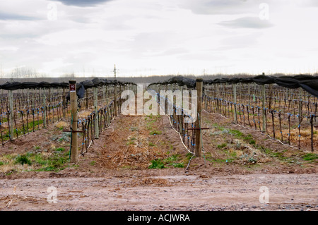 View over the vineyard, sandy soil and young vines, drip irrigation. with netting used to shield and protect the vines from birds and from hail damage. Bodega NQN Winery, Vinedos de la Patagonia, Neuquen, Patagonia, Argentina, South America Stock Photo