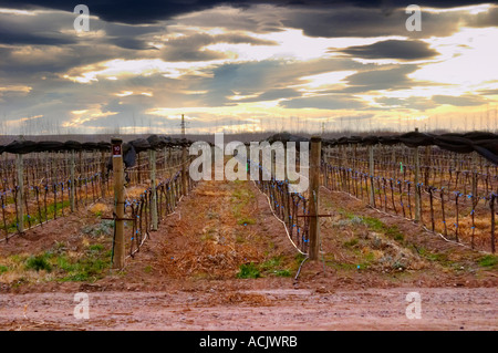 View over the vineyard, sandy soil and young vines, drip irrigation. with netting used to shield and protect the vines from birds and from hail damage. Dramatic dark sky with storm clouds Bodega NQN Winery, Vinedos de la Patagonia, Neuquen, Patagonia, Argentina, South America Stock Photo