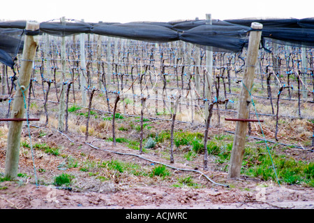 View over the vineyard, sandy soil and young vines, drip irrigation. with netting used to shield and protect the vines from birds and from hail damage. Bodega NQN Winery, Vinedos de la Patagonia, Neuquen, Patagonia, Argentina, South America Stock Photo