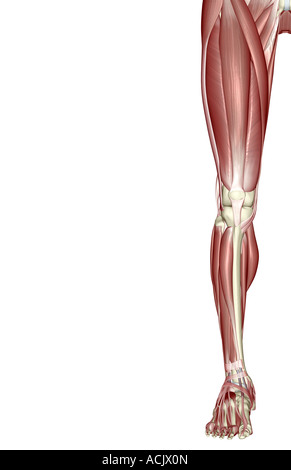 The muscles of the lower limb Stock Photo - Alamy