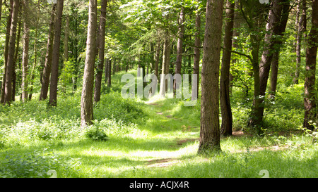 Path through woodland with shafts of sunlight Stock Photo