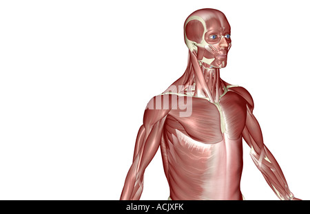 The muscles of the upper body Stock Photo