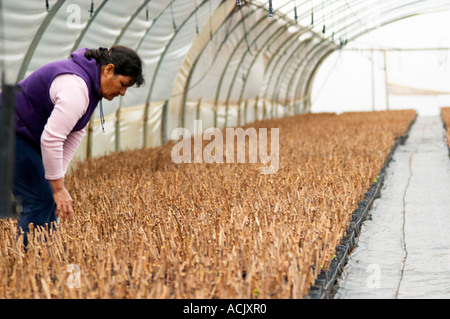 young pinot noir vines and a vineyard worker. in the plant school nursery Bodega Del Fin Del Mundo – The End of the World - Neuquen, Patagonia, Argentina, South America Stock Photo