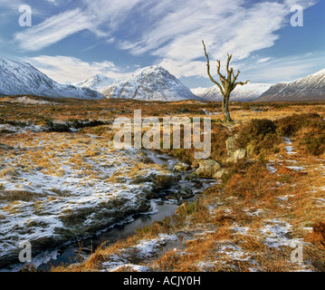 A lone dead tree on snow dusted Rannoch Moor, Glencoe, Scotland, backed by snow capped Buchaille Etive Mor. Stock Photo