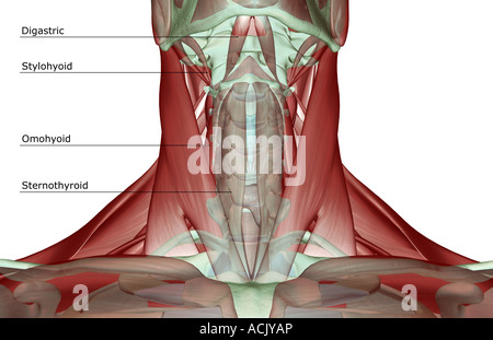 The musculoskeleton of the neck Stock Photo