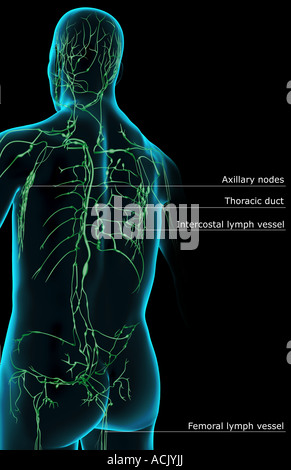 The lymph supply of the upper body Stock Photo