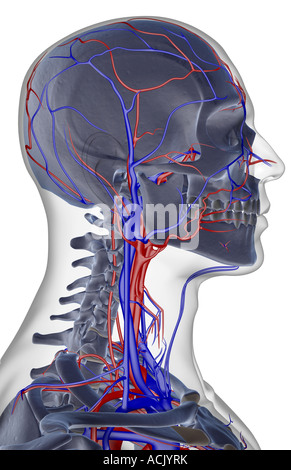 The Blood Supply Of The Head Neck And Face Stock Photo - Alamy