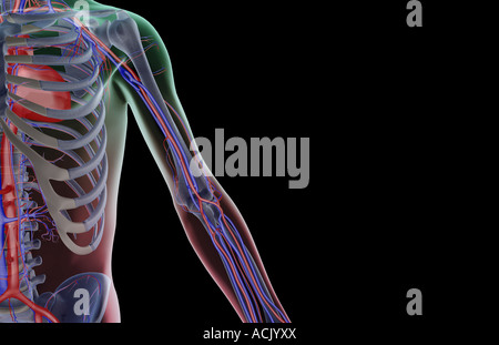 The blood supply of the upper limb Stock Photo