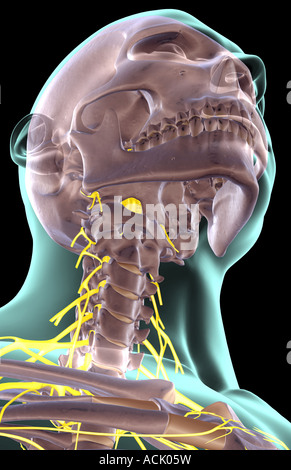 The nerves of the neck Stock Photo