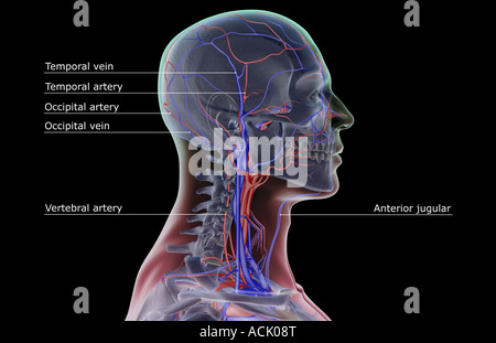 The blood supply of the neck and head Stock Photo