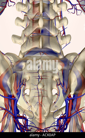 The blood supply of the pelvis Stock Photo