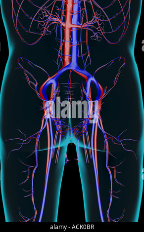 The blood supply of the pelvis Stock Photo