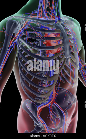 The external iliac veins are blood vessels in your pelvis 3d ...