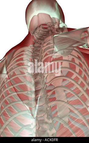 The musculoskeleton of the upper body Stock Photo