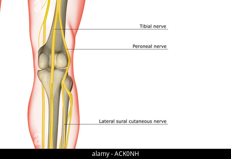 The nerve supply of the knee Stock Photo