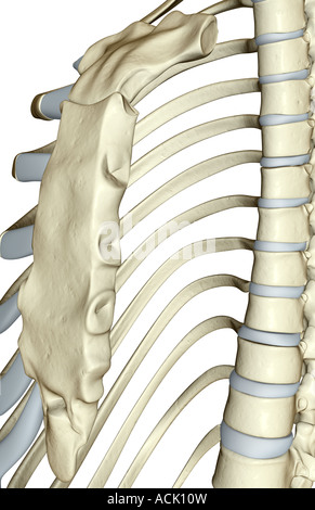 Human Skeleton Xiphoid Process Anatomy 3d Illustration Stock Photo - Alamy