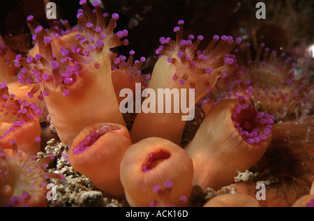 Jewel anemones Corynactis viridis Sark Channel Is UK Stock Photo
