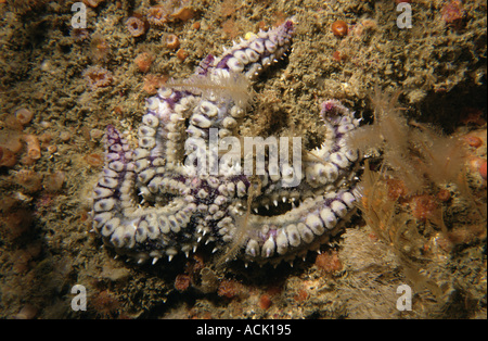 Spiny starfish Marthasterias glacialis Sark Channel Isles UK Stock Photo