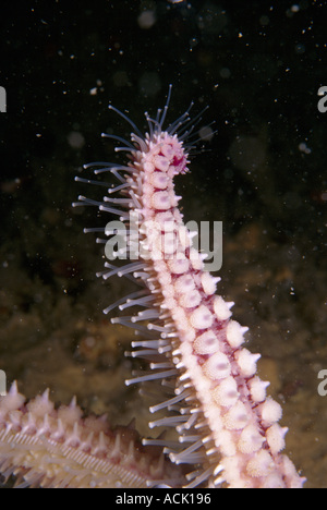 Close up of Spiny starfish arm showing tube feet Marthasterias glacialis Sark Channel Isles UK Stock Photo