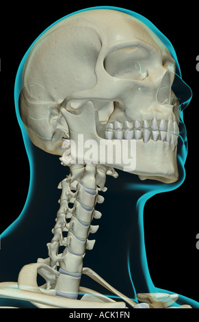 The bones of the head and neck Stock Photo