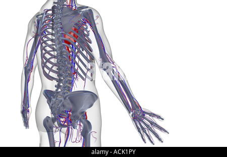 The blood supply of the trunk Stock Photo