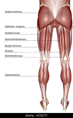 The muscles of the lower body Stock Photo