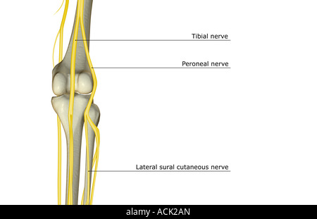 The nerve supply of the knee Stock Photo