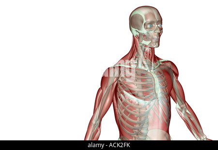 The musculoskeleton of the upper body Stock Photo