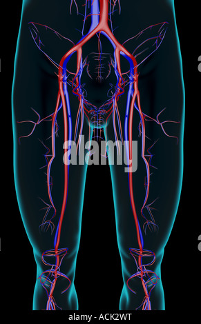 The blood supply of the lower limb Stock Photo