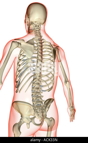 Three-quarter view of the bones of the upper legs and pelvis Stock