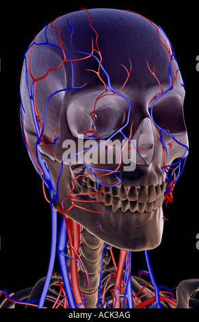 The blood supply of the head and neck Stock Photo